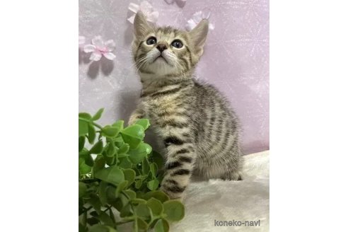 成約済の京都府のジェネッタ-112754の3枚目