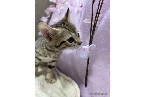 成約済の京都府のジェネッタ-112754の2枚目