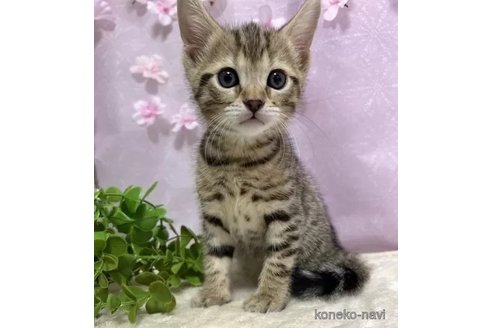 成約済の京都府のジェネッタ-112754の5枚目