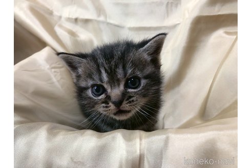 成約済の三重県のアメリカンショートヘア-112756の10枚目
