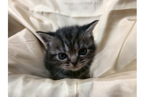 成約済の三重県のアメリカンショートヘア-112756の9枚目