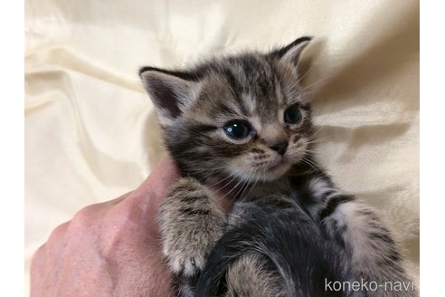 販売中の三重県のアメリカンショートヘア-112761