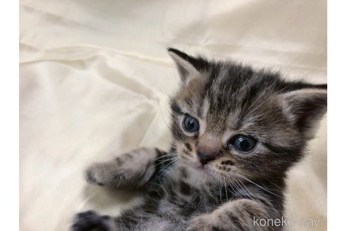 成約済の三重県のアメリカンショートヘア-112761の4枚目