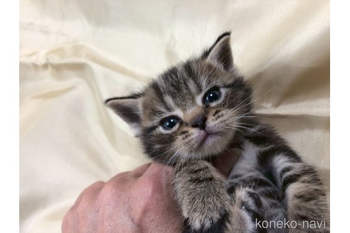 成約済の三重県のアメリカンショートヘア-112761の5枚目