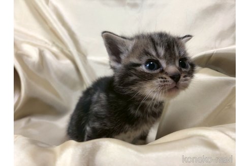 成約済の三重県のアメリカンショートヘア-112761の6枚目
