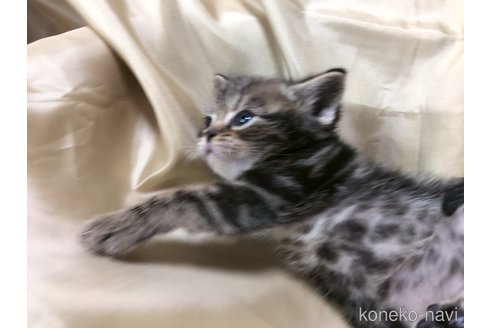 成約済の三重県のアメリカンショートヘア-112761の9枚目