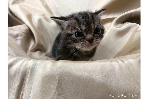 成約済の三重県のアメリカンショートヘア-112761の2枚目