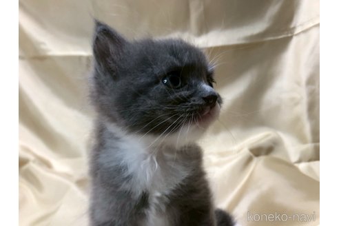 成約済の三重県のミックス-112762の12枚目