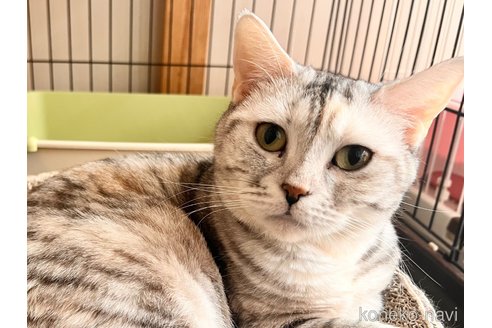 成約済の静岡県のアメリカンショートヘア-112766の1枚目