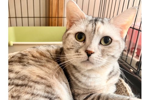 成約済の静岡県のアメリカンショートヘア-112766の3枚目