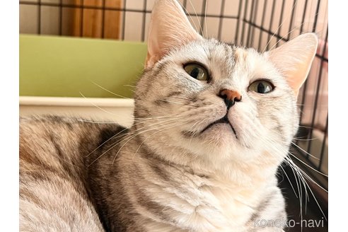 成約済の静岡県のアメリカンショートヘア-112766の6枚目