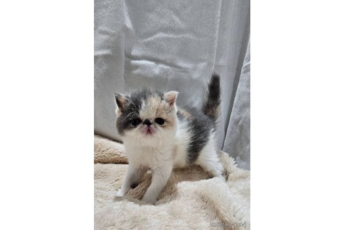 販売中の大阪府のエキゾチックショートヘア-112773