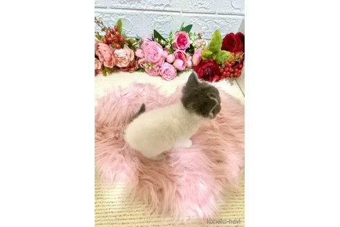 成約済の埼玉県のブリティッシュショートヘア-112784の11枚目