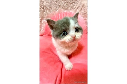 成約済の埼玉県のブリティッシュショートヘア-112784の4枚目