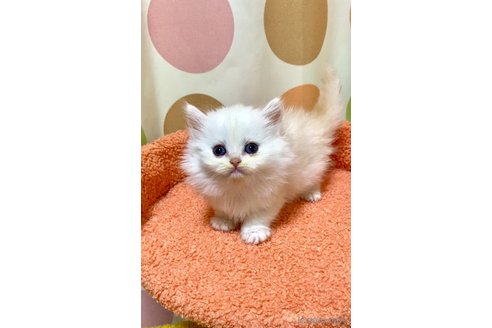 販売中の埼玉県のミヌエット(短足)-112786