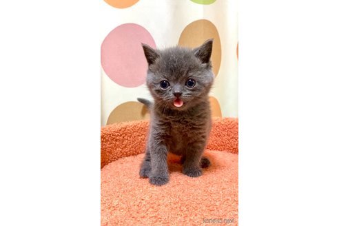 販売中の埼玉県のブリティッシュショートヘア-112788の6枚目