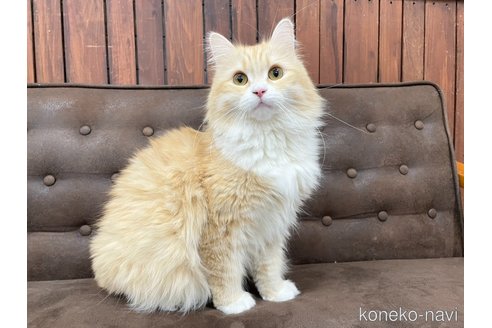 ネヴァちゃん1枚目