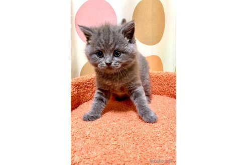 成約済の埼玉県のブリティッシュショートヘア-112791の2枚目