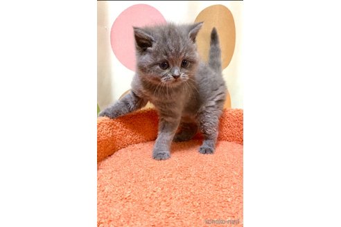 成約済の埼玉県のブリティッシュショートヘア-112791の1枚目