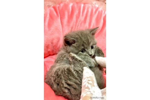 成約済の埼玉県のブリティッシュショートヘア-112791の4枚目