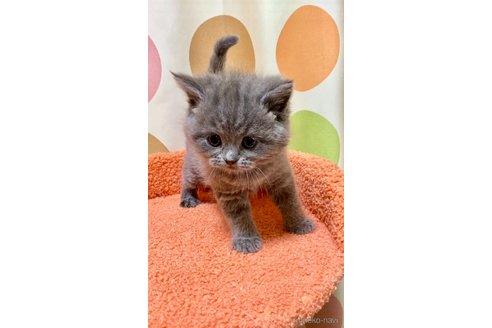 成約済の埼玉県のブリティッシュショートヘア-112791の7枚目