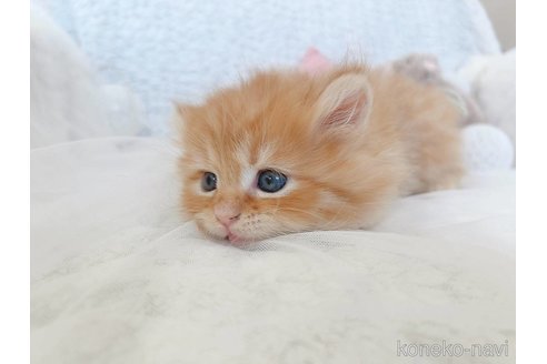 販売中の大阪府のサイベリアン-112792の3枚目