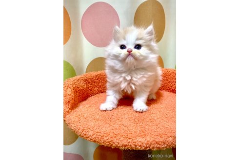 販売中の埼玉県のミヌエット-112793の7枚目