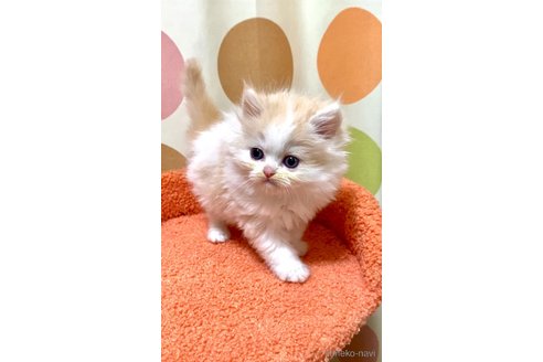 販売中の埼玉県のミヌエット-112793の9枚目