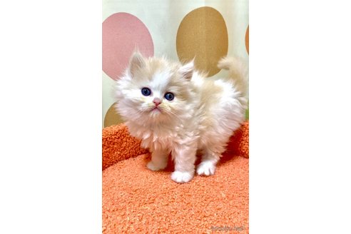 販売中の埼玉県のミヌエット-112793の1枚目
