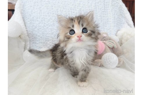 成約済の大阪府のサイベリアン-112794の1枚目