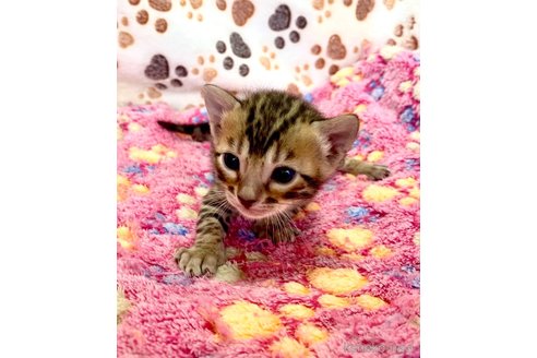 販売中の静岡県のベンガル-112799の15枚目