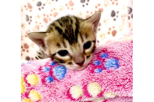 販売中の静岡県のベンガル-112799の20枚目