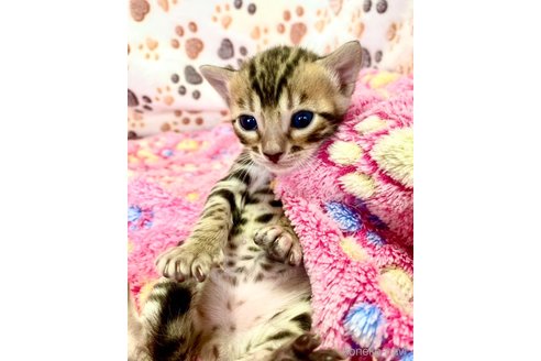 販売中の静岡県のベンガル-112799の19枚目