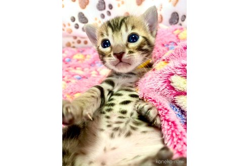 販売中の静岡県のベンガル-112799の18枚目