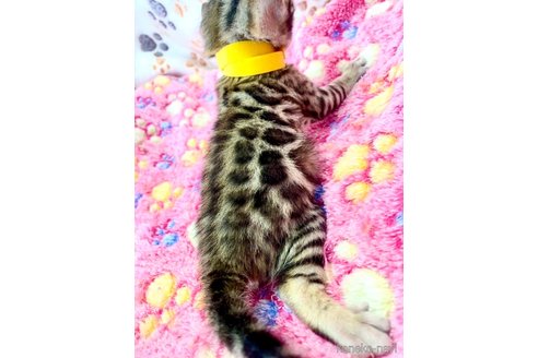 販売中の静岡県のベンガル-112799の17枚目