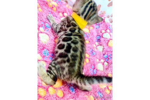 販売中の静岡県のベンガル-112799の16枚目