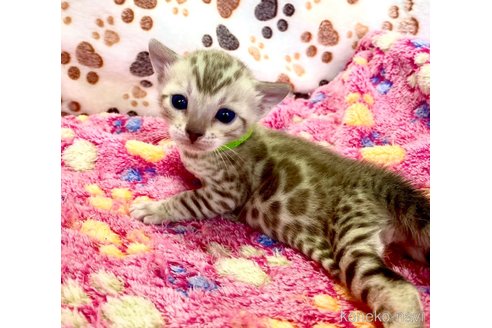 成約済の静岡県のベンガル-112801の18枚目