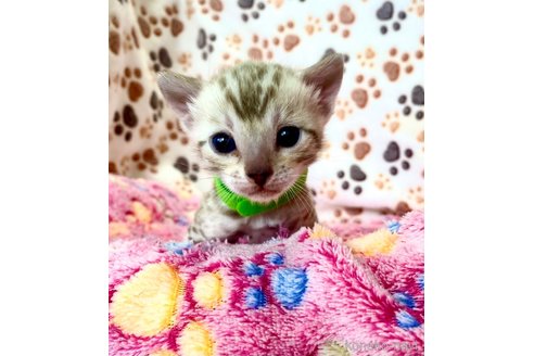 成約済の静岡県のベンガル-112801の12枚目