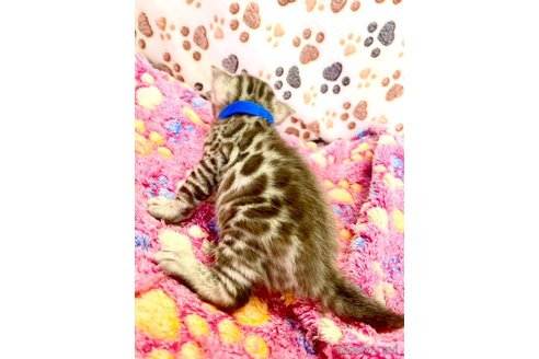販売中の静岡県のベンガル-112804の23枚目