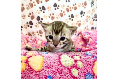 販売中の静岡県のベンガル-112804の22枚目