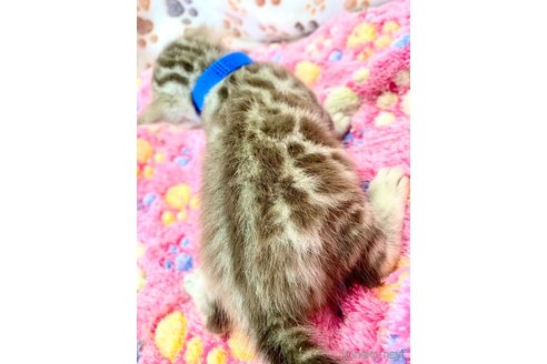 販売中の静岡県のベンガル-112804の21枚目