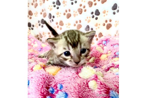 販売中の静岡県のベンガル-112804の18枚目