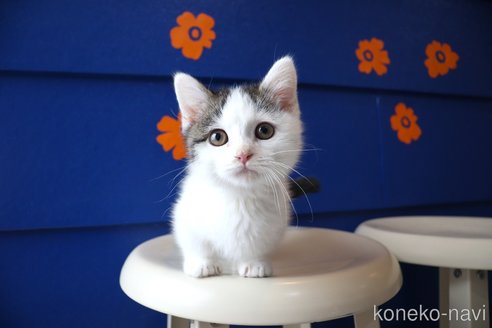販売中の大阪府のマンチカン(短足)-109273の13枚目
