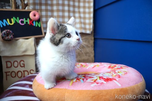 販売中の大阪府のマンチカン(短足)-109273の10枚目