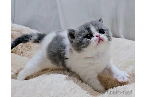 販売中の大阪府のミヌエット-112810の12枚目