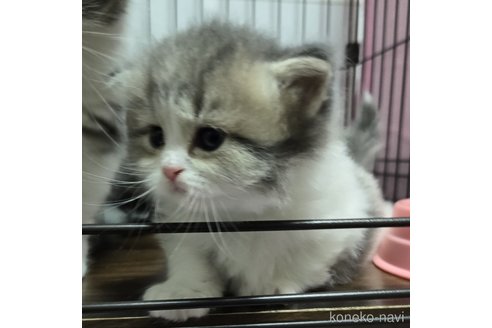 成約済の福岡県のマンチカン-112080の3枚目