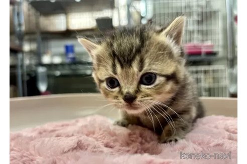 販売中の静岡県のマンチカン-112821の2枚目