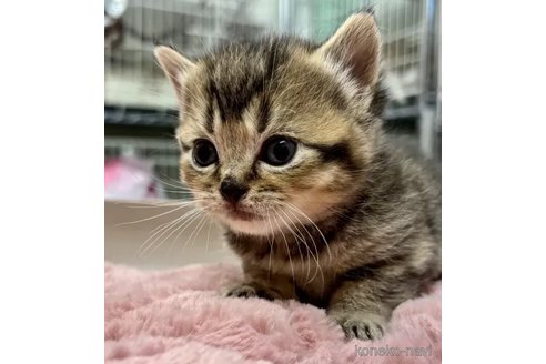販売中の静岡県のマンチカン-112821の3枚目