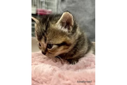 販売中の静岡県のマンチカン-112821の4枚目