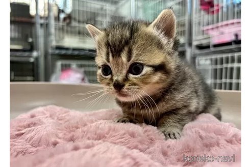 販売中の静岡県のマンチカン-112821の5枚目